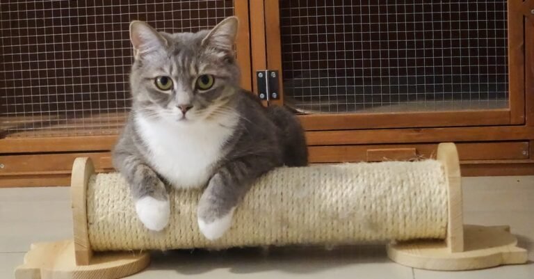 Great Advice On Easy And Fun Cat Care!