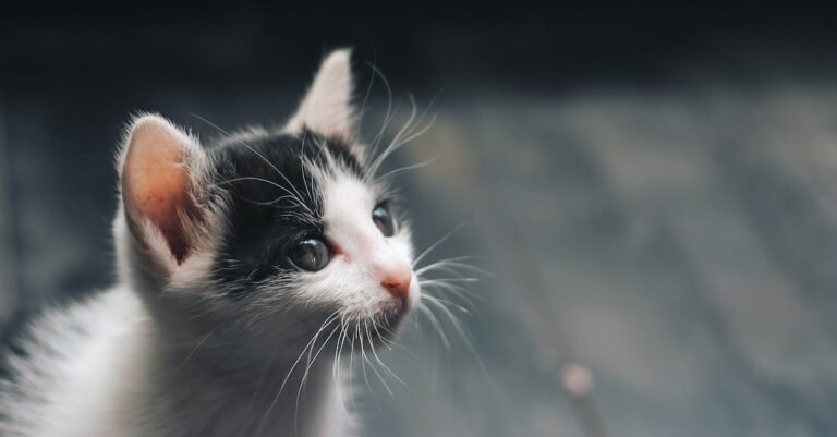 Curious About Cats? Check This Article Out