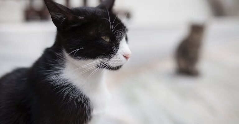 Care For Your Cat Well With These Simple Tips