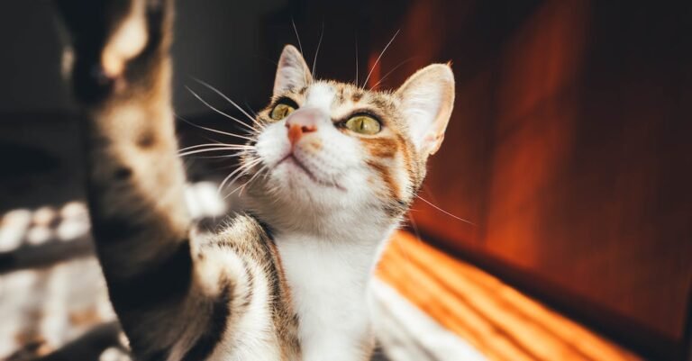 Cat Care Tips For The New Cat Owner