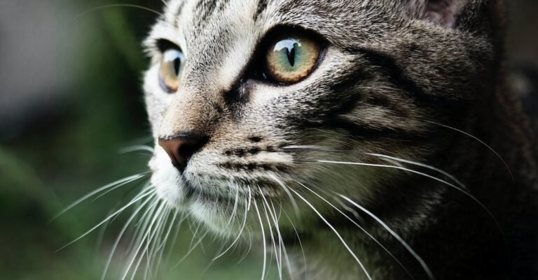 Easy Tips Anyone Can Use When Getting A Cat