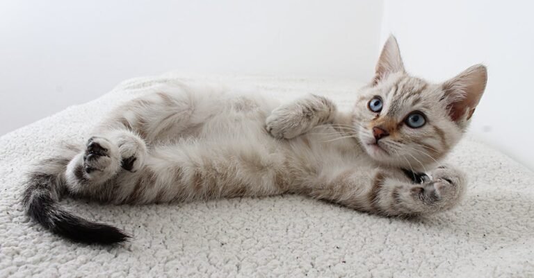 Why Is My Cat Doing That? Tips For A Cat Parent.