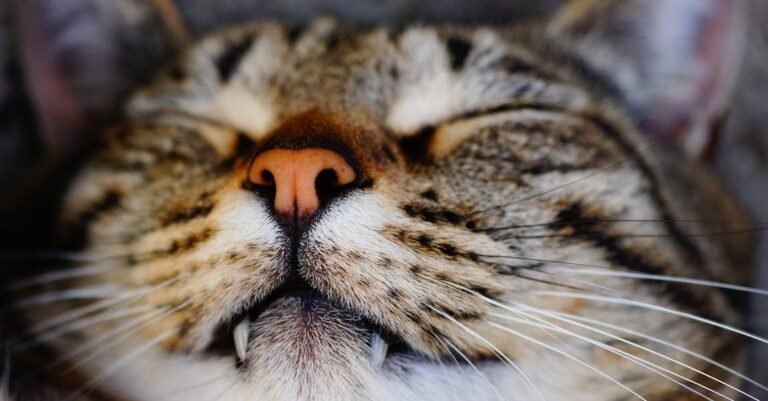 Read About The Proper Care For Your Cat.