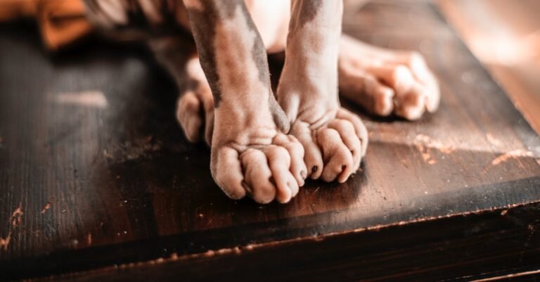 Want To Ensure Your Cat’s Health And Happiness? Read Here!