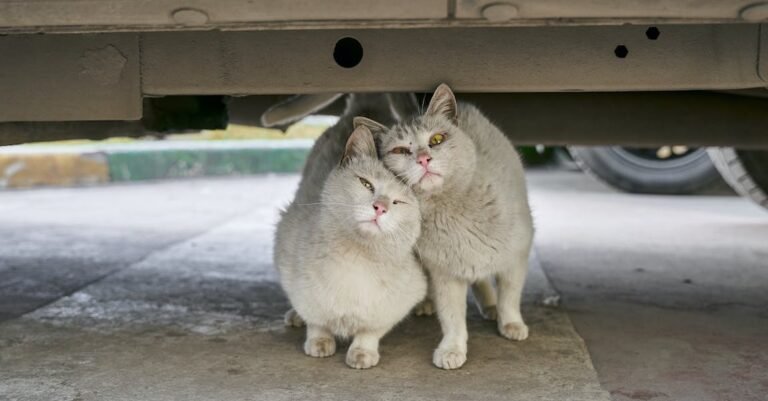 Learn A Lot About Cats With These Simple Tips