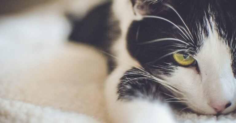 Learning About Cats Is Simple With These Easy Tips!