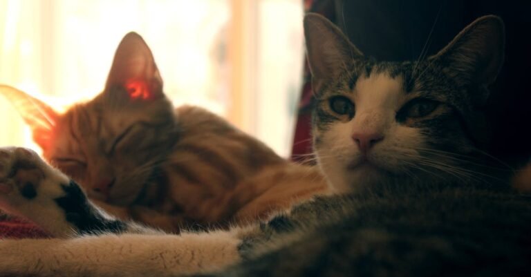 Are You Looking For A Cat For An Allergy Sufferer?