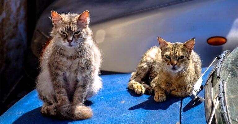 Taking Care Of All Of Your Cats