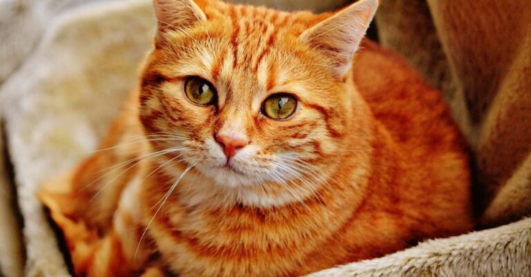 Creating The Proper Diet For Your Cat