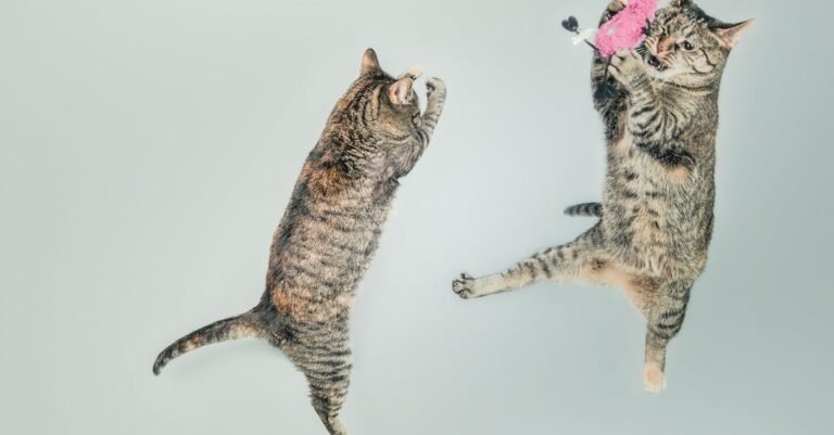 You’ll Love This Information On Cats And How To Care For Them