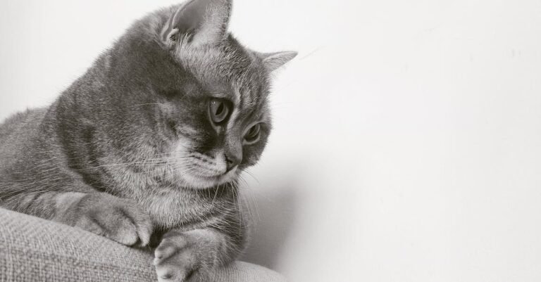 Very Best Tips Can Be Found In The Following Article About Cats!