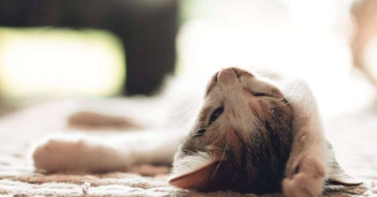 Check Out These Great Article About Cats!