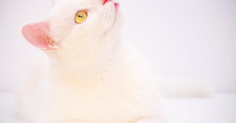 Don’t Know How To Take Care Of Your Pet Cat? Consider These Ideas!