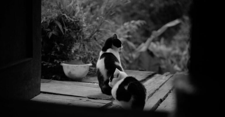 Learning About Proper Feline Animal Care At Home