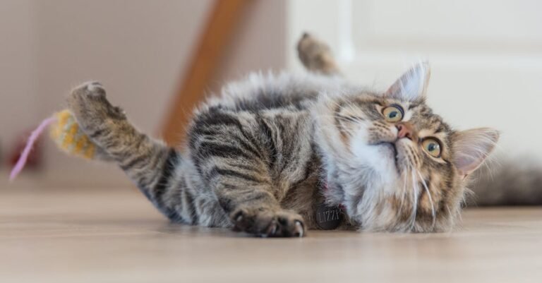 Clawtastic Tips For Better Cat Care And Love