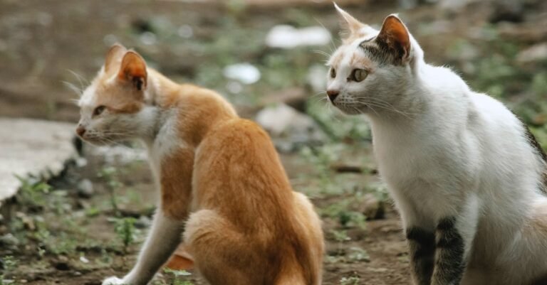 A Lot Of Easy To Understand Tips About Cats