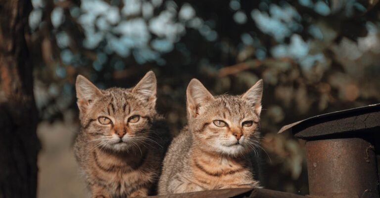 Become A Great Cat Owner With These Tips!