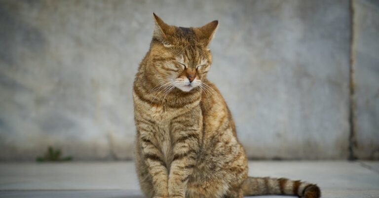 Are You A Person That Loves Cats? Read This!