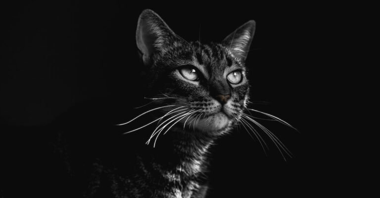 Learn The Fun And Easy Way To Care For Your Cat