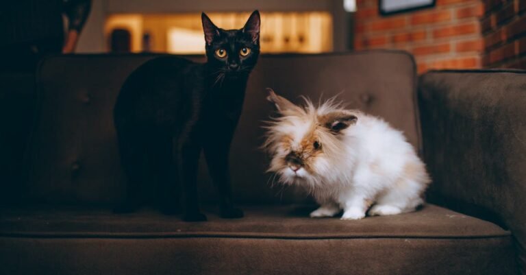 Helping You Understand The World Of Cats With These Easy Tips