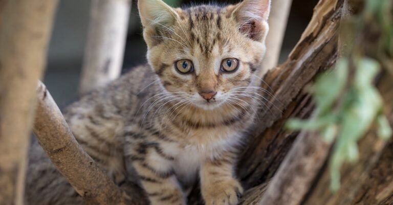 Anyone Can Understand Cats With These Simple Tips