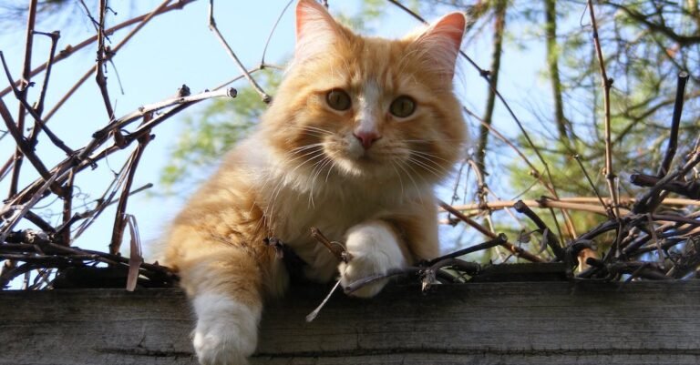 Great Information To Help You Better Understand Cats