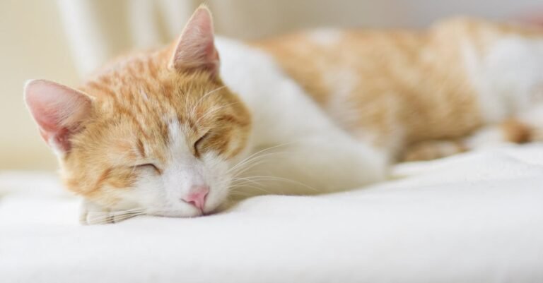 Can Cats Actually Be Trained? The Surprising Truth