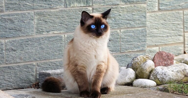 The Best Flea Treatments For Your Cats