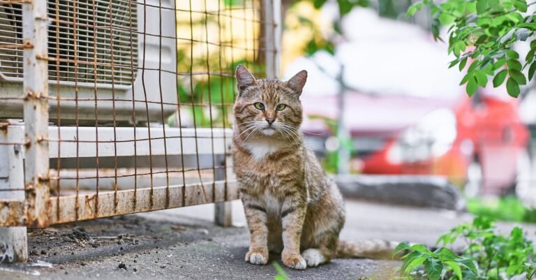 Prospective Cat Owners Need This Article Now