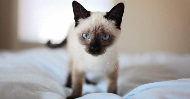 Excellent Information About Catsin The Article Below