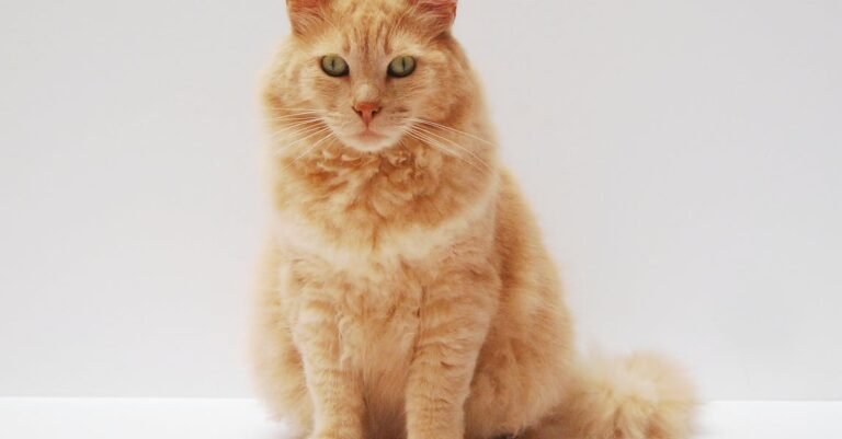 Excellent Strategies On Ensuring Your Cat Is Properly Cared For