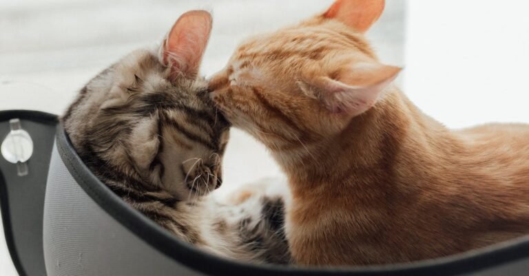 The Basics Of Cat Care – What You Should Know