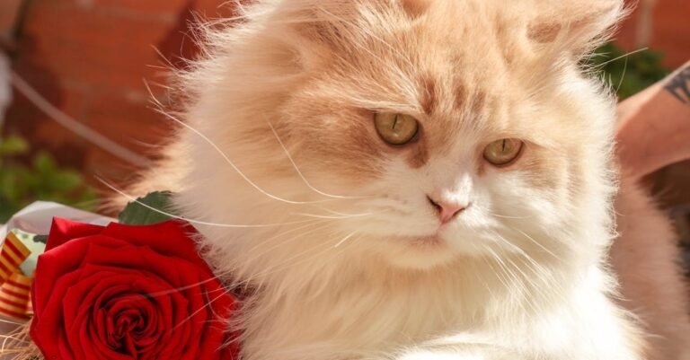 Simple Cat Tips That Any Novice Can Understand