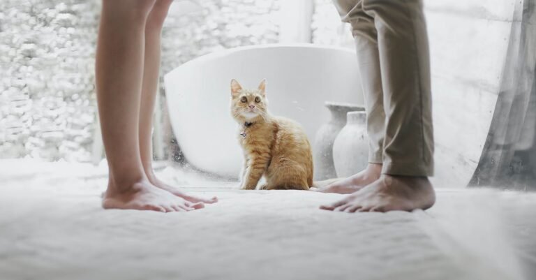 Is Your Cat Out Of Control? These Tips Can Help!