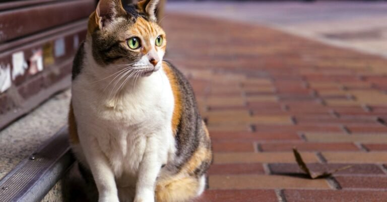 Tips To Help You Learn More About Cats